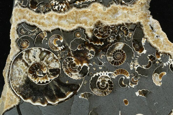Polished Ammonite (Promicroceras) Fossil - Marston Magna Marble #129297